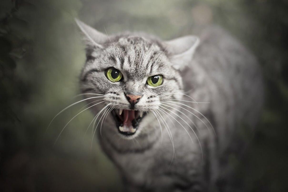 Агрессивный кот: какие причины и как изменить злой характер кошки